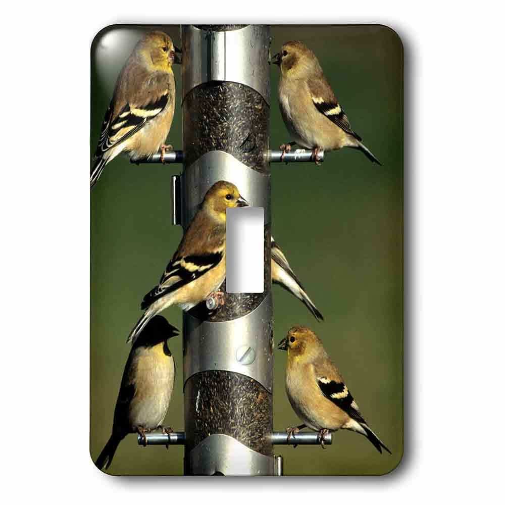Single Toggle Wallplate With American Goldfinches At Thistle Tube Feeder