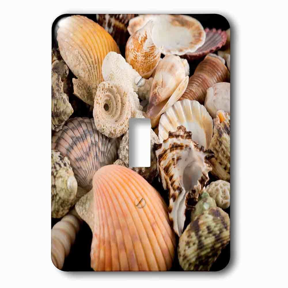 Single Toggle Wallplate With Detail Of Seashells From Around The World.